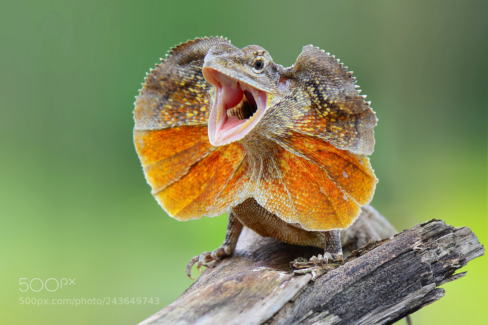 Nikon D7100 sample photo. Chlamydosaurus kingii /frilled dragon photography