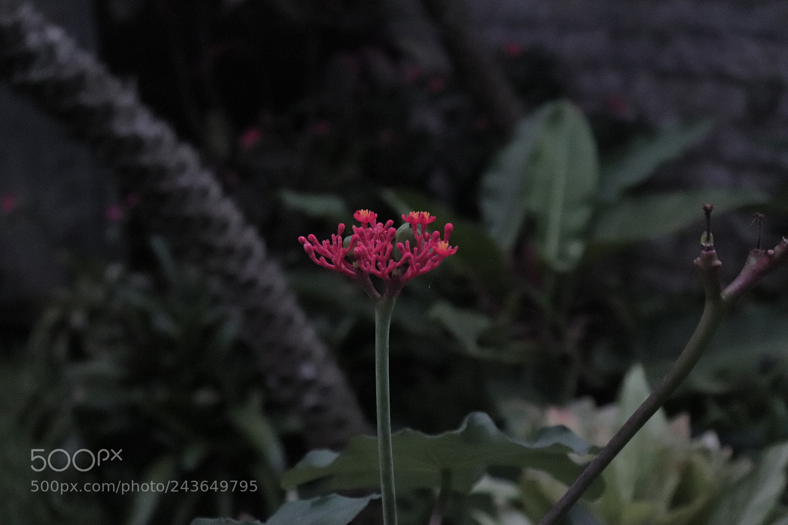 Canon EOS 200D (EOS Rebel SL2 / EOS Kiss X9) sample photo. "bokehlicious" photography
