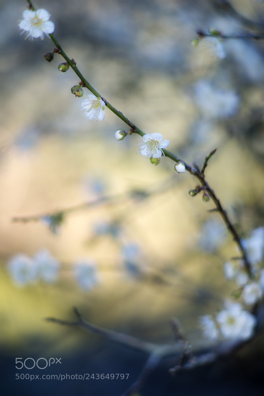 Nikon D800E sample photo. Untitled photography