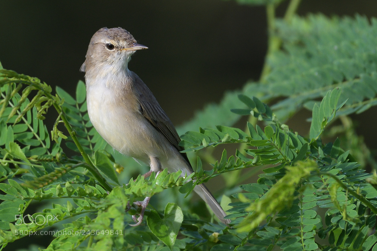 Nikon AF-S Nikkor 200-500mm F5.6E ED VR sample photo. Booted warbler photography