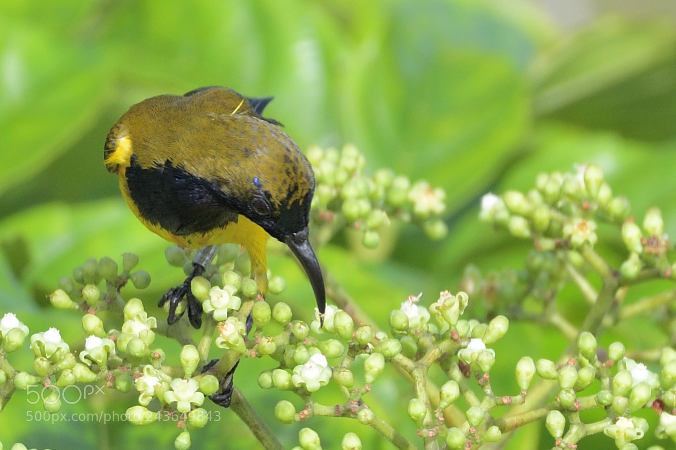 Nikon AF-S Nikkor 200-500mm F5.6E ED VR sample photo. Olive backed sunbird photography