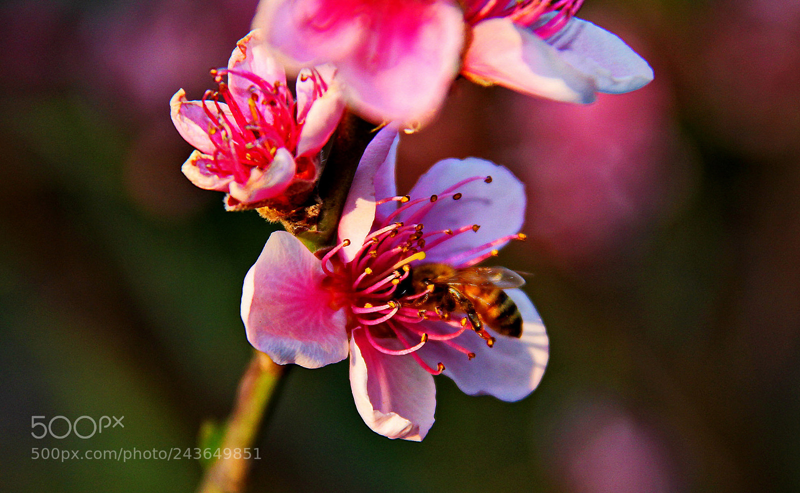 Canon EOS 60D sample photo. Abejas photography