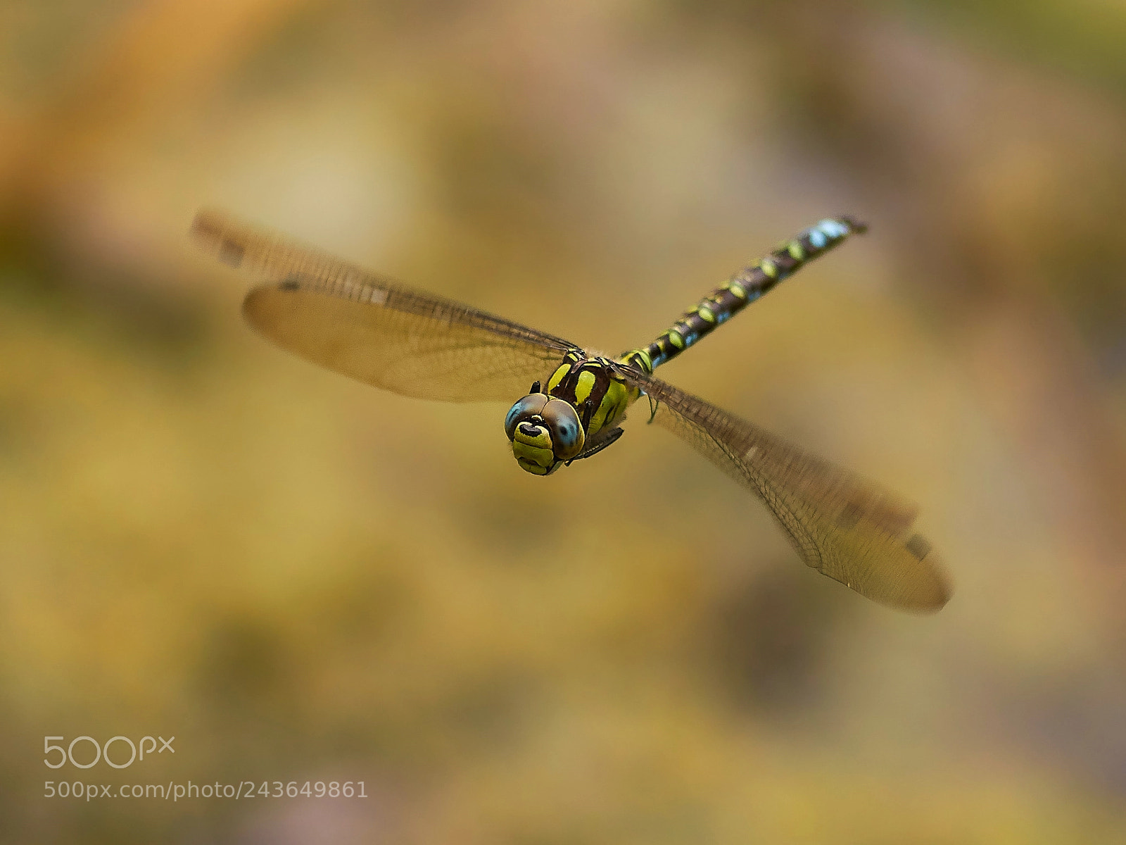 Sony SLT-A77 sample photo. Mosaikjungfer im flug photography