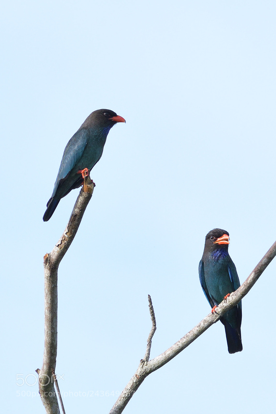 Nikon AF-S Nikkor 200-500mm F5.6E ED VR sample photo. Oriental dollarbird photography
