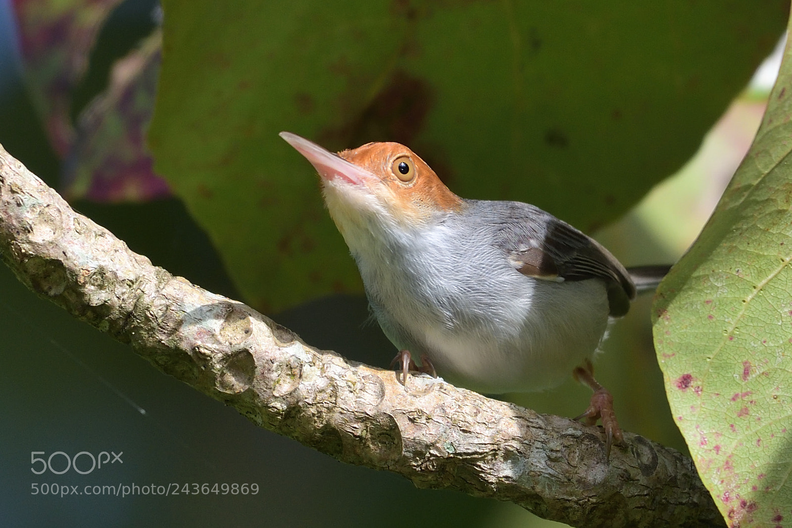 Nikon AF-S Nikkor 200-500mm F5.6E ED VR sample photo. Ashy tailorbird photography