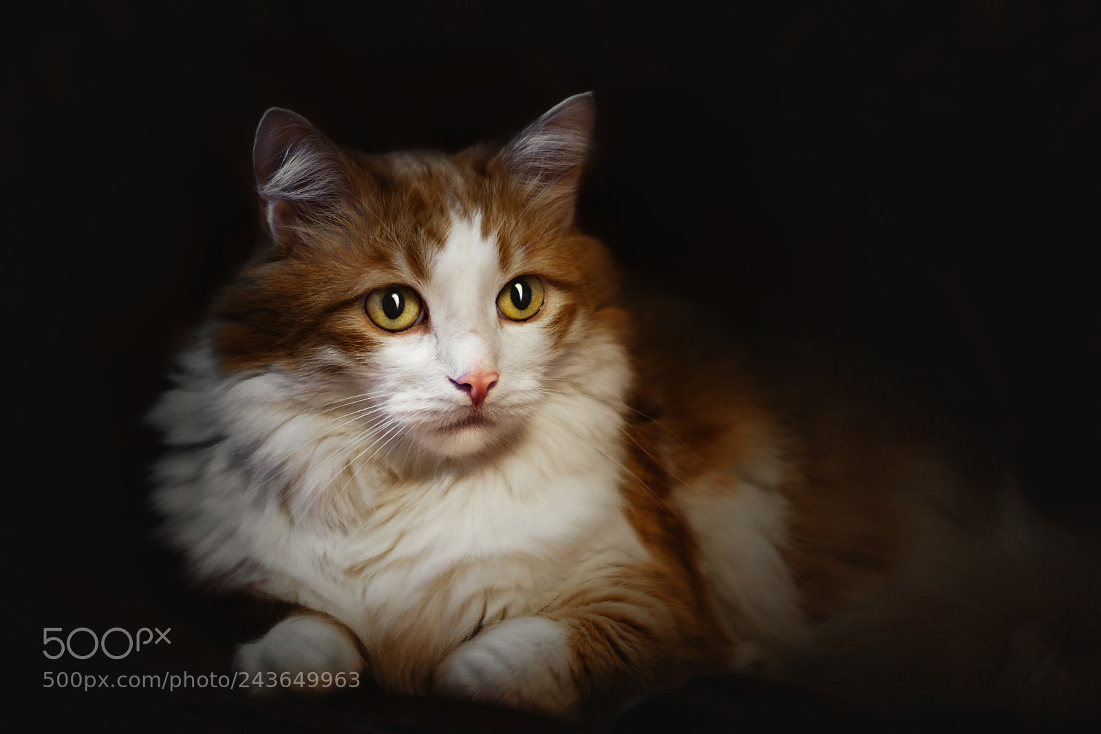 Nikon D7200 sample photo. Portrait of a cat photography