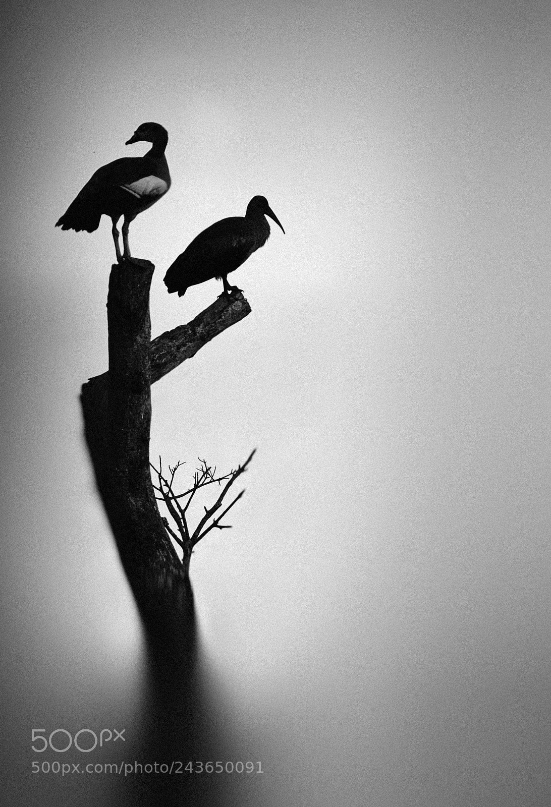 Nikon D610 sample photo. Opposites photography