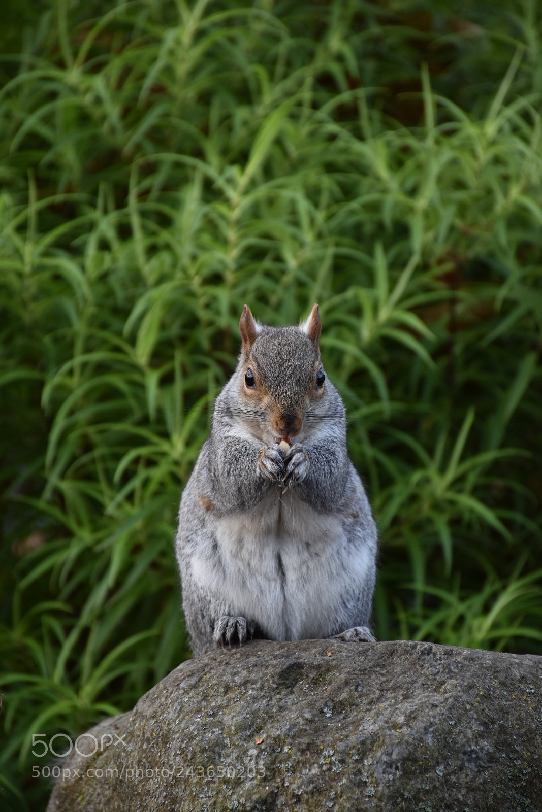 Nikon D5500 sample photo. Eating squirrel photography