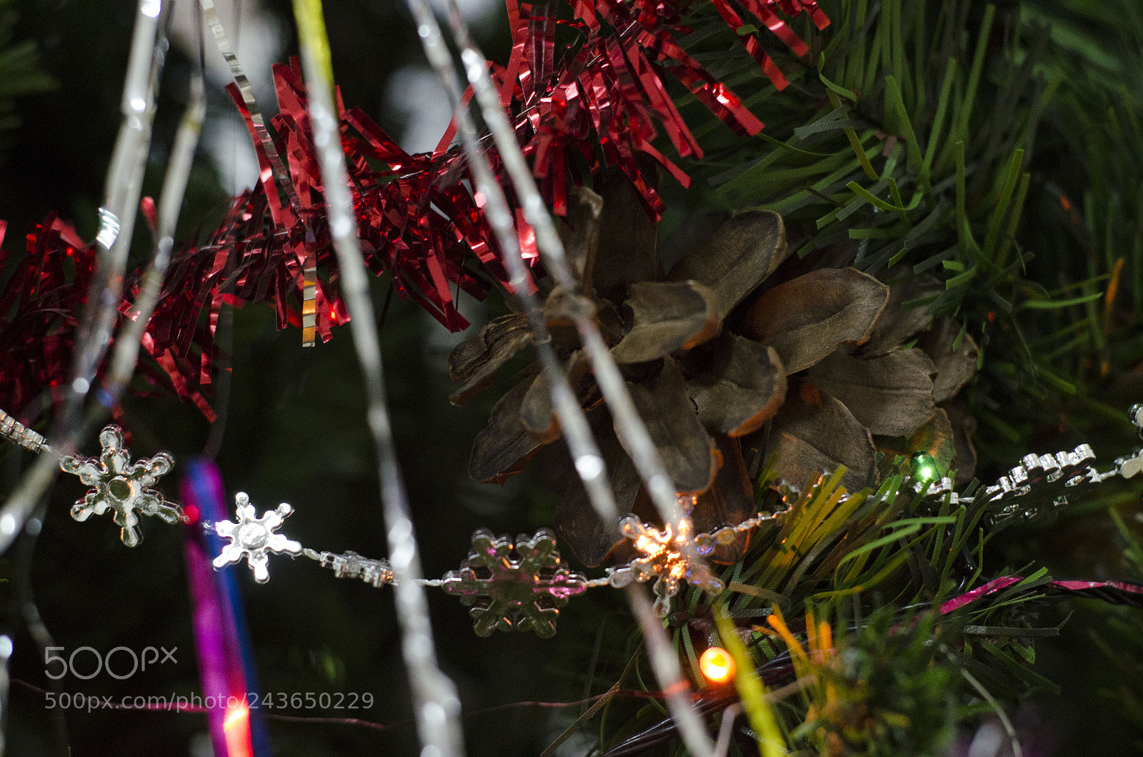 Nikon D5100 sample photo. Fir-cone photography