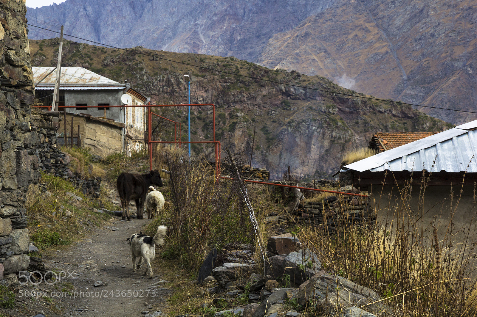 Canon EOS 60D sample photo. Kazbegi_rural_animals photography