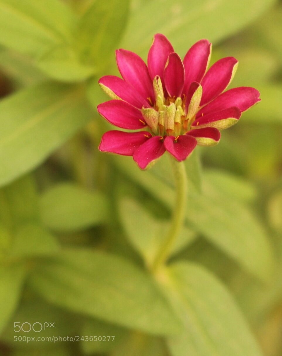 Canon EOS 650D (EOS Rebel T4i / EOS Kiss X6i) sample photo. Untitled photography