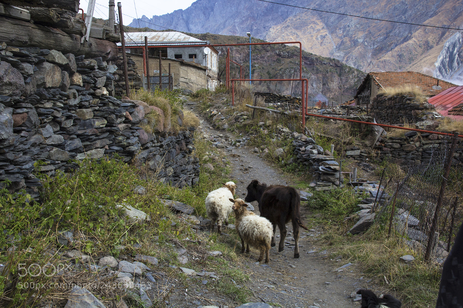 Canon EOS 60D sample photo. Kazbegi_rural_animals photography