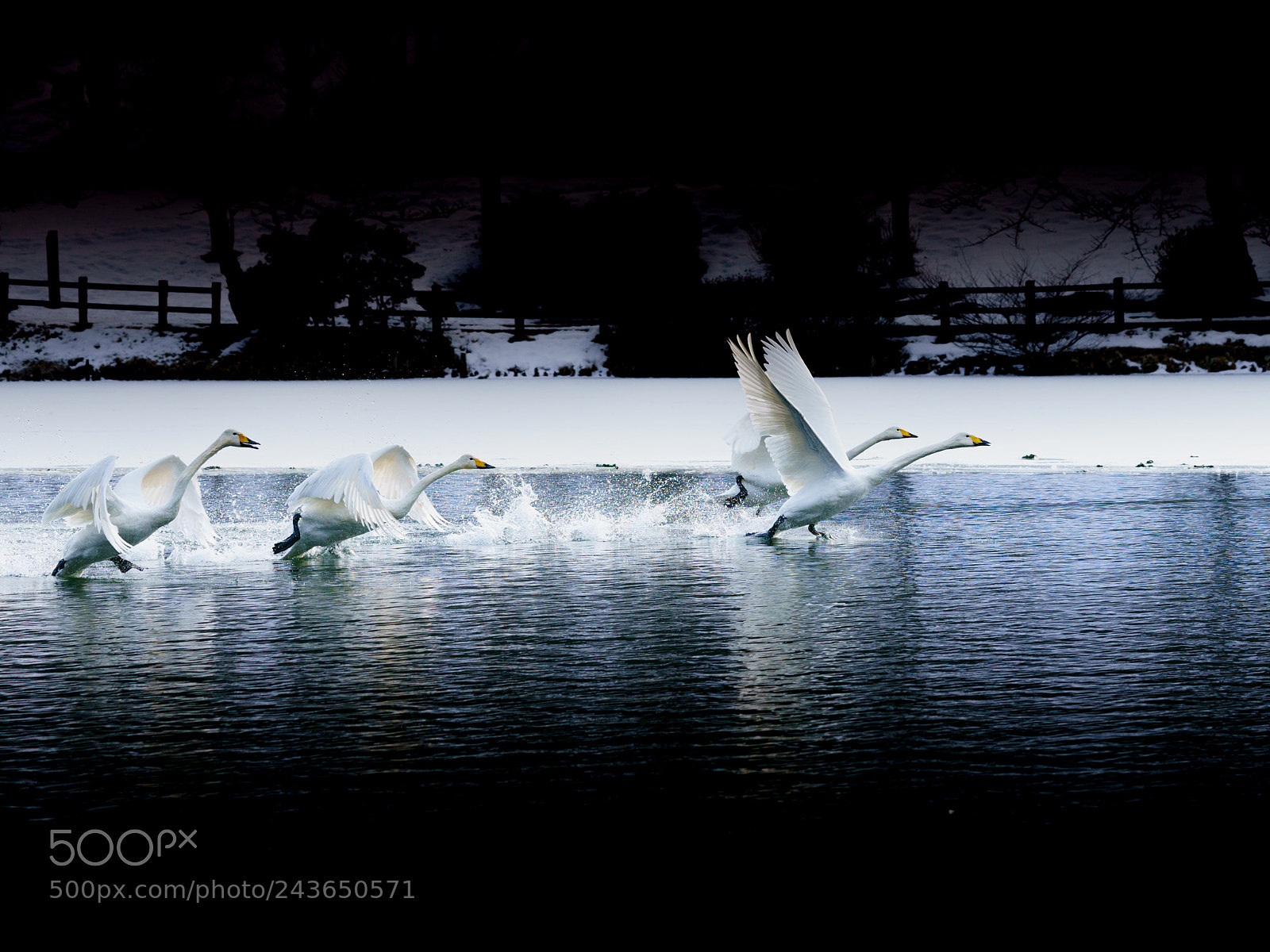 Sony a7R II sample photo. Flying power photography
