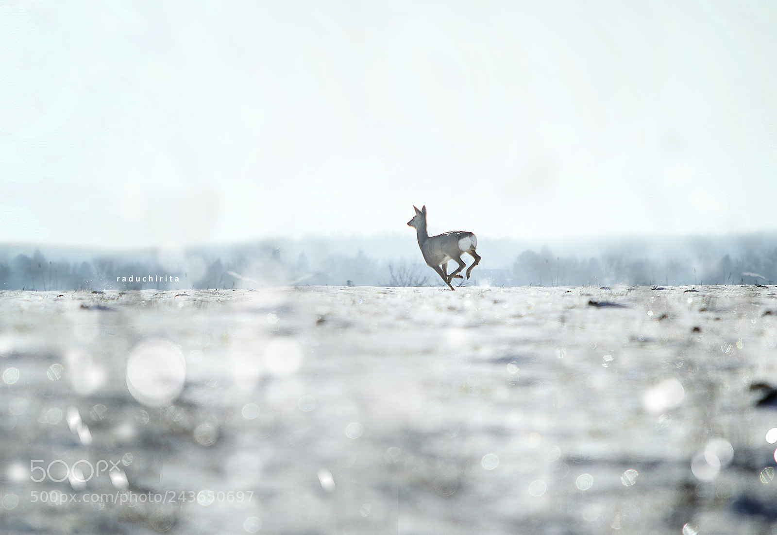 Nikon D5100 sample photo. Wildlife / deer photography