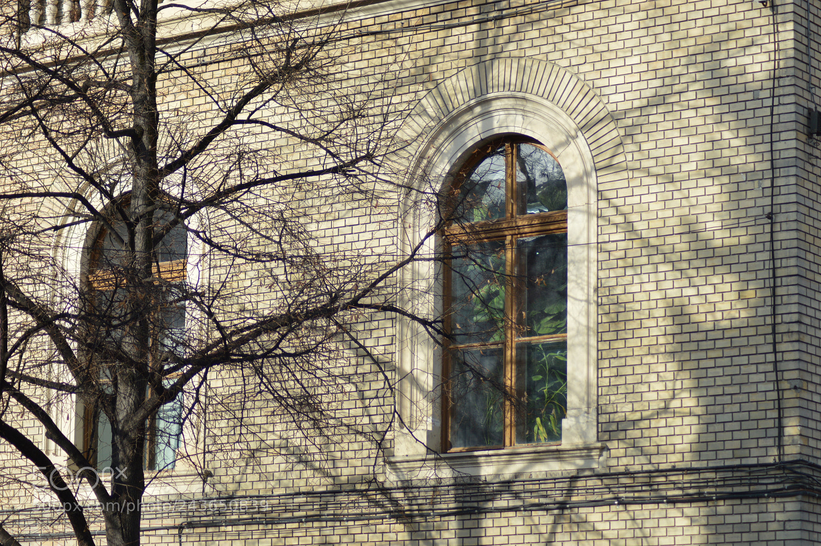 Nikon D3200 sample photo. Tree photography
