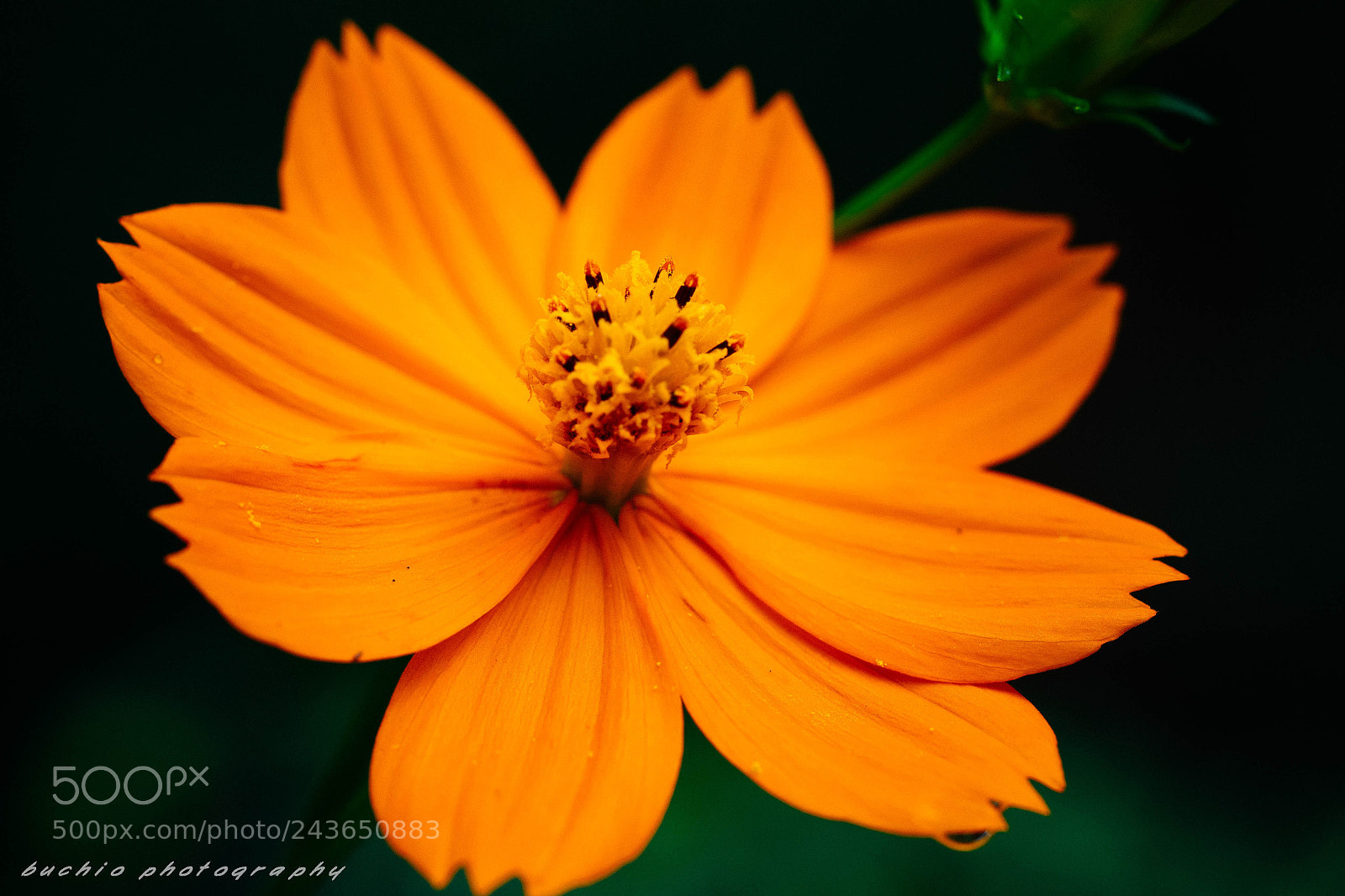 Olympus OM-D E-M1 sample photo. Cosmos sulphureus photography