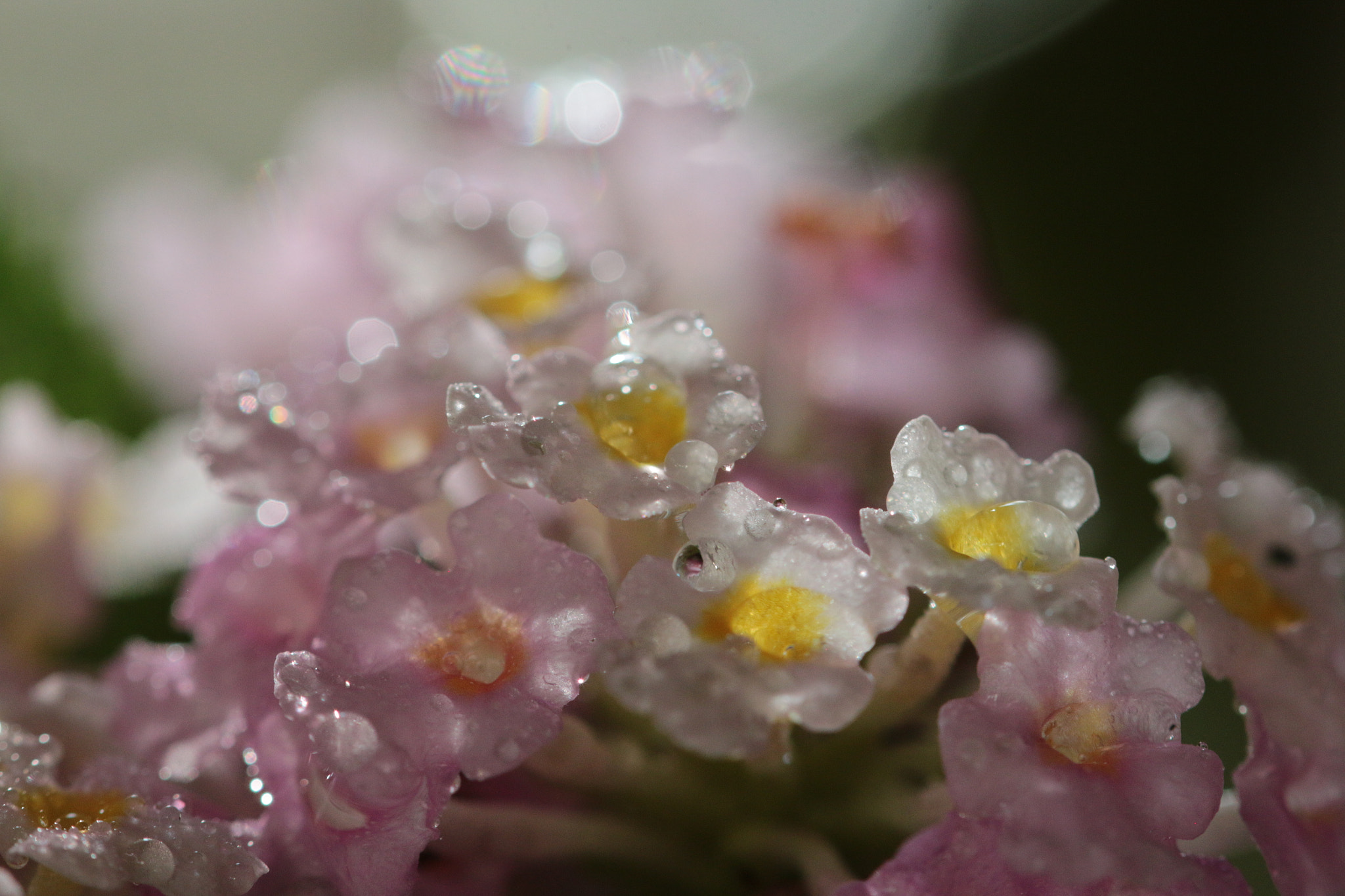 Canon EF 22-55mm f/4-5.6 USM sample photo. Rain drops on flower petals photography