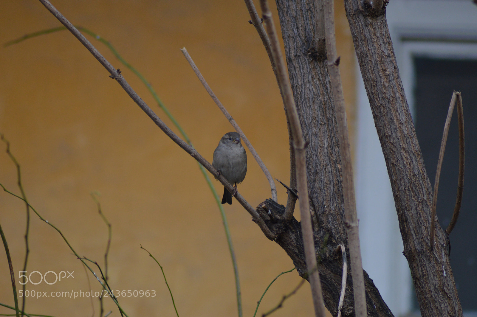 Nikon D3200 sample photo. Birdie photography