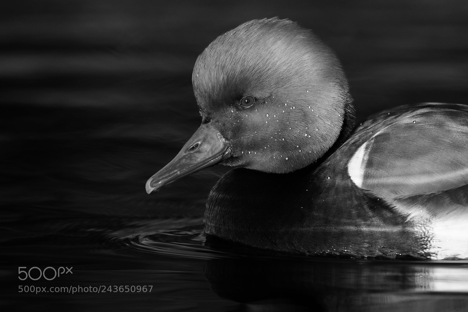 Nikon D7200 sample photo. Pochard photography