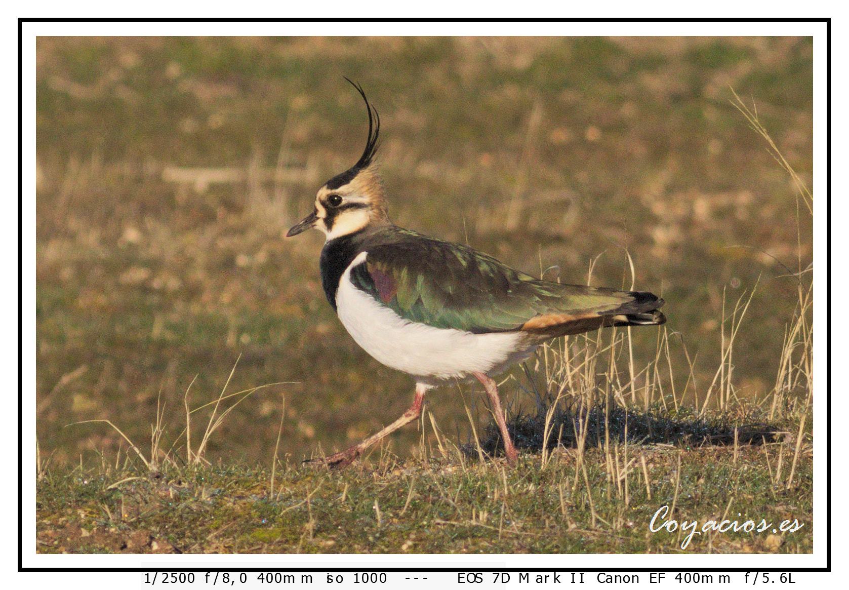 Canon EF 400mm F5.6L USM sample photo. Avefria (vanellus vanellus) photography