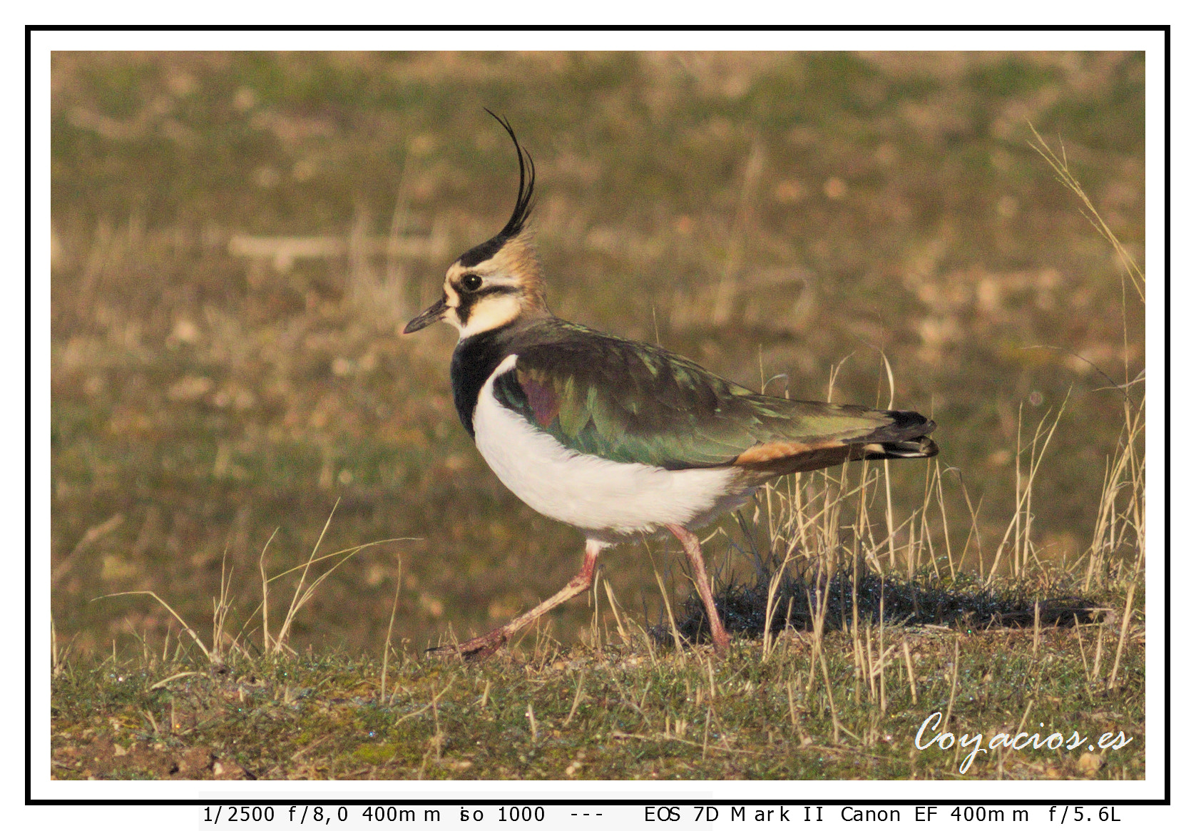 Canon EOS 7D Mark II + Canon EF 400mm F5.6L USM sample photo. Avefria (vanellus vanellus) photography