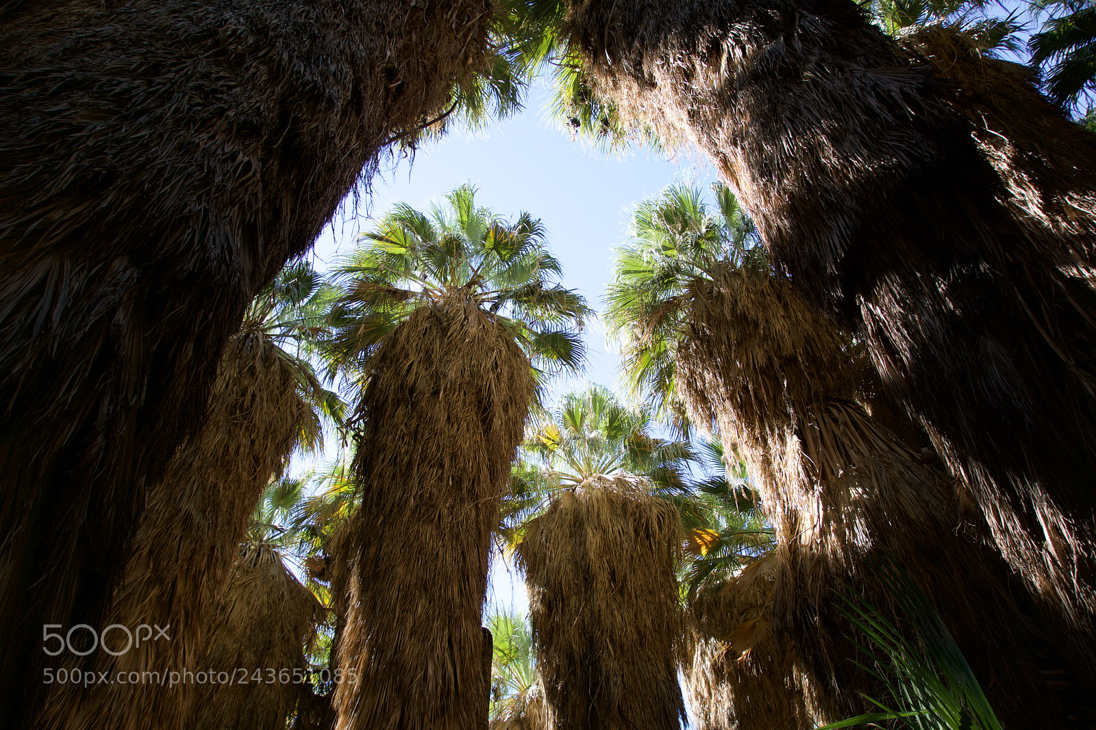 Sony ILCA-77M2 sample photo. Thousand palms oasis photography