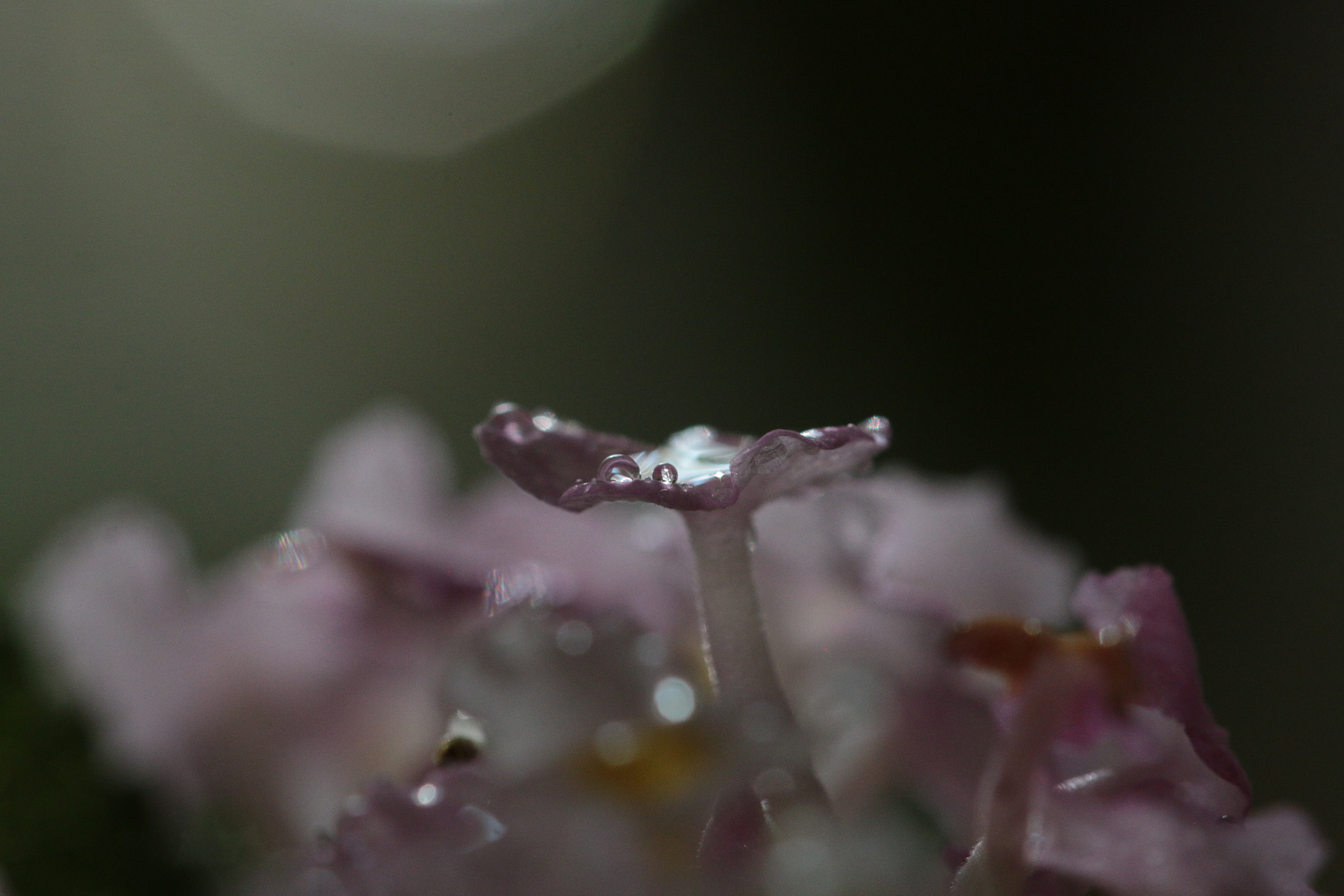Canon EF 22-55mm f/4-5.6 USM sample photo. Raindrops on a flower petal photography