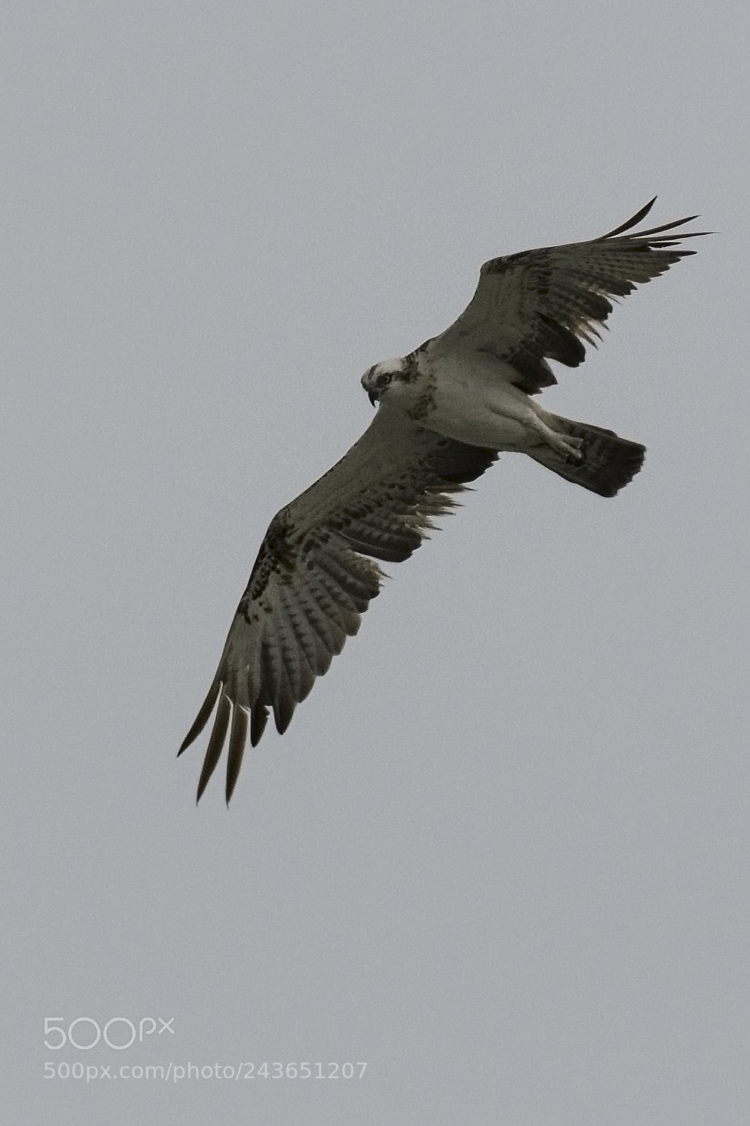 Nikon D500 sample photo. Osprey photography