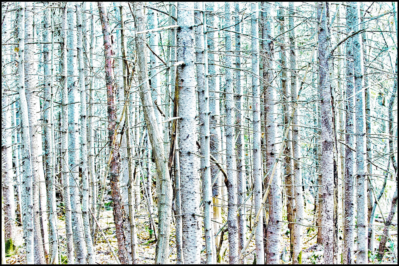 Nikon D800 sample photo. Birch i photography