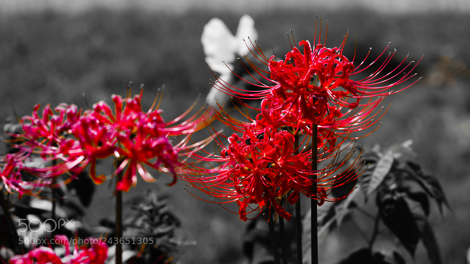 Pentax K-70 sample photo. ② photography