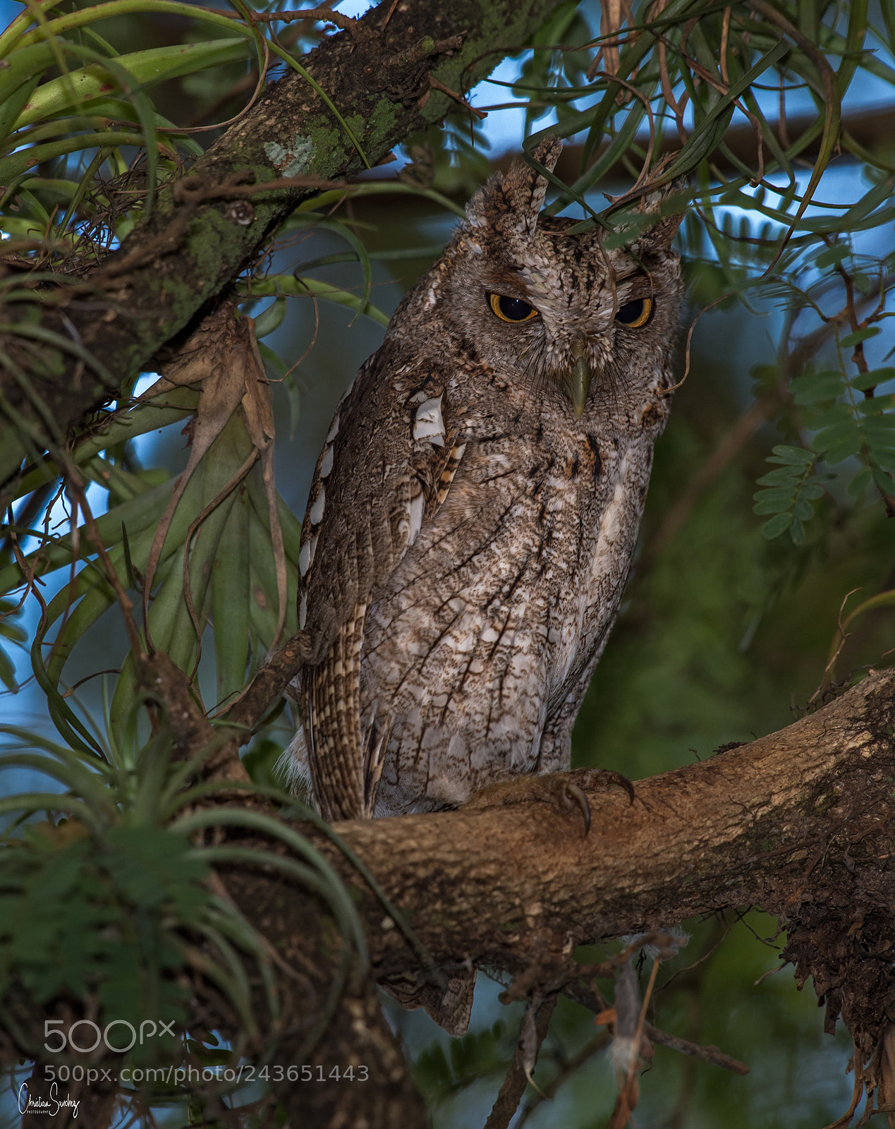 Nikon D4 sample photo. Pacific -screech -owl photography