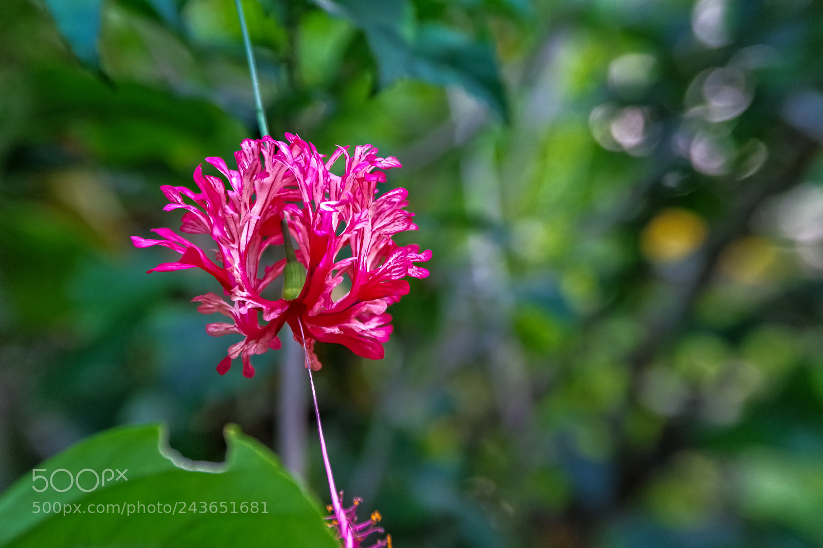 Pentax K-70 sample photo. Flower in the jungle photography