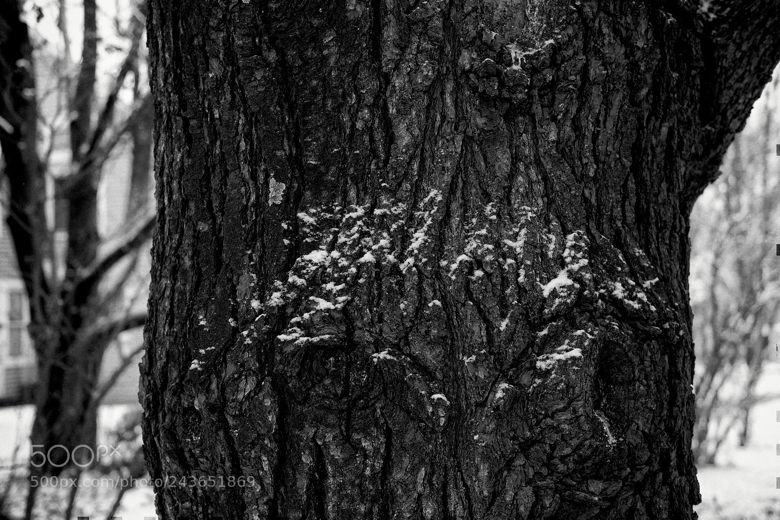 Fujifilm X-Pro2 sample photo. White pine trunk photography