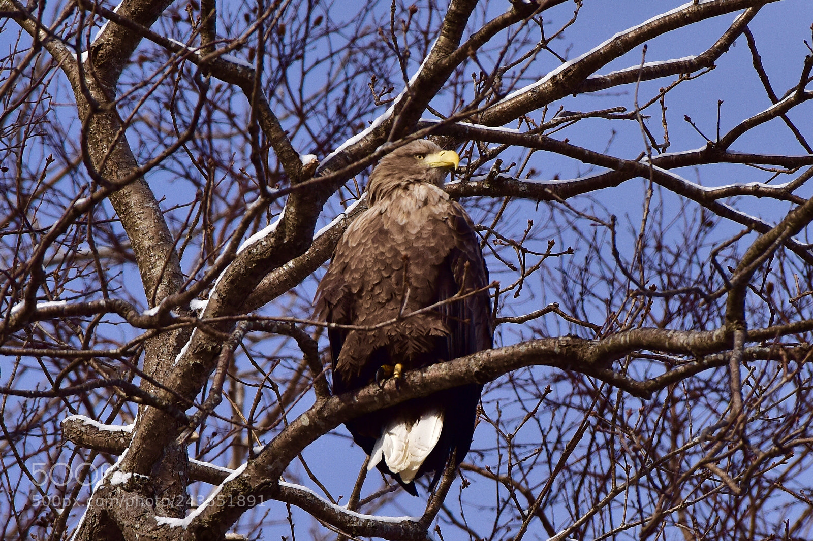 Nikon D810 sample photo. White tailed sea eagle photography