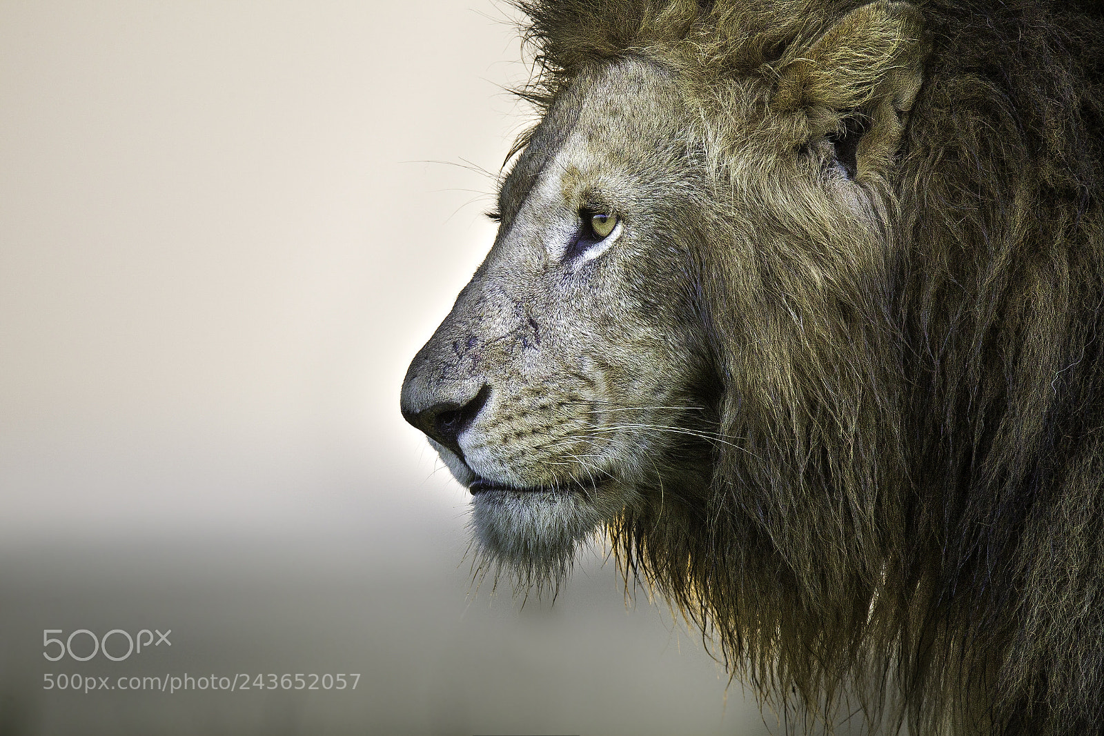Canon EOS-1D Mark IV sample photo. Softness photography