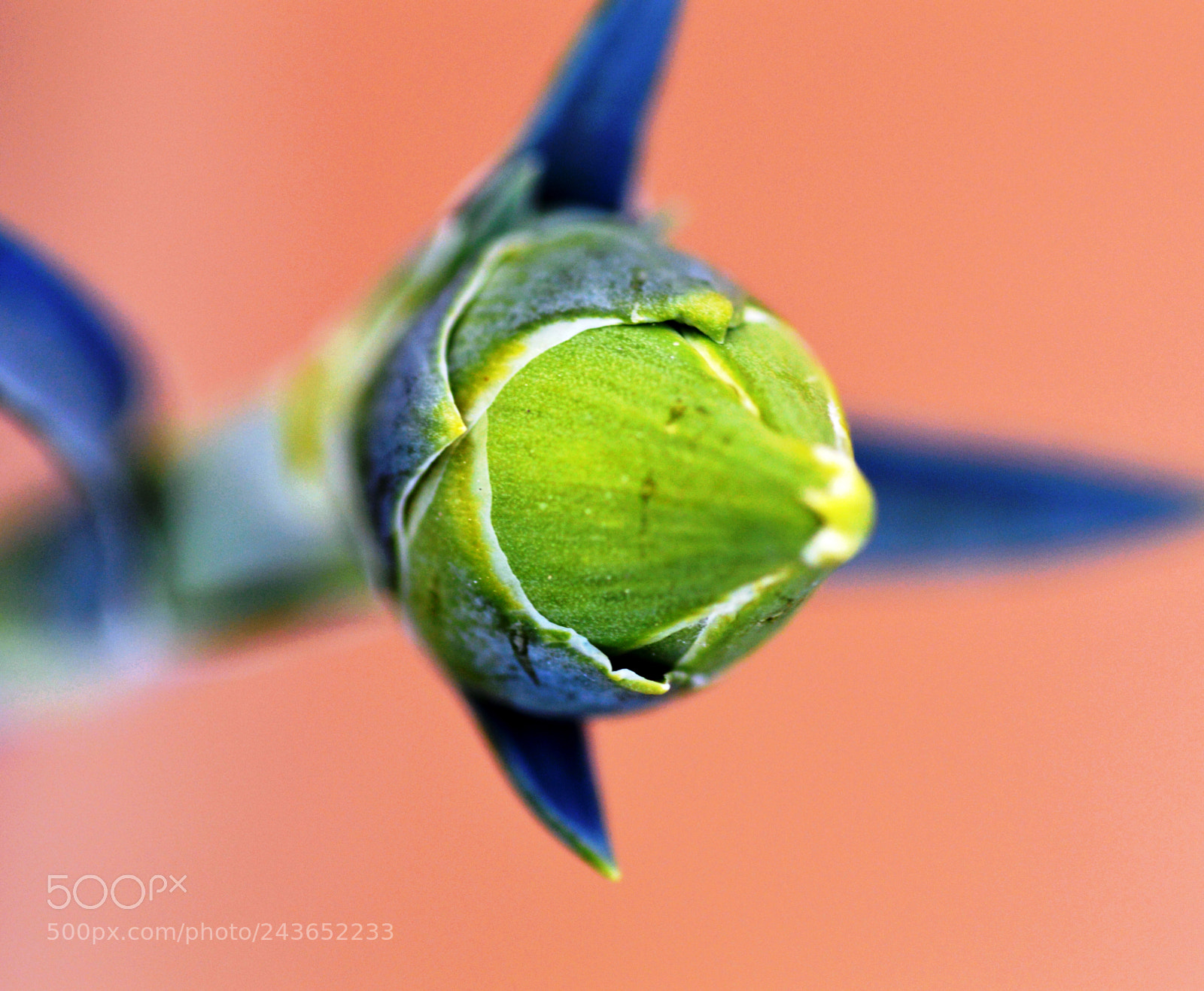 Nikon D3200 sample photo. Macro  natural   clavel photography