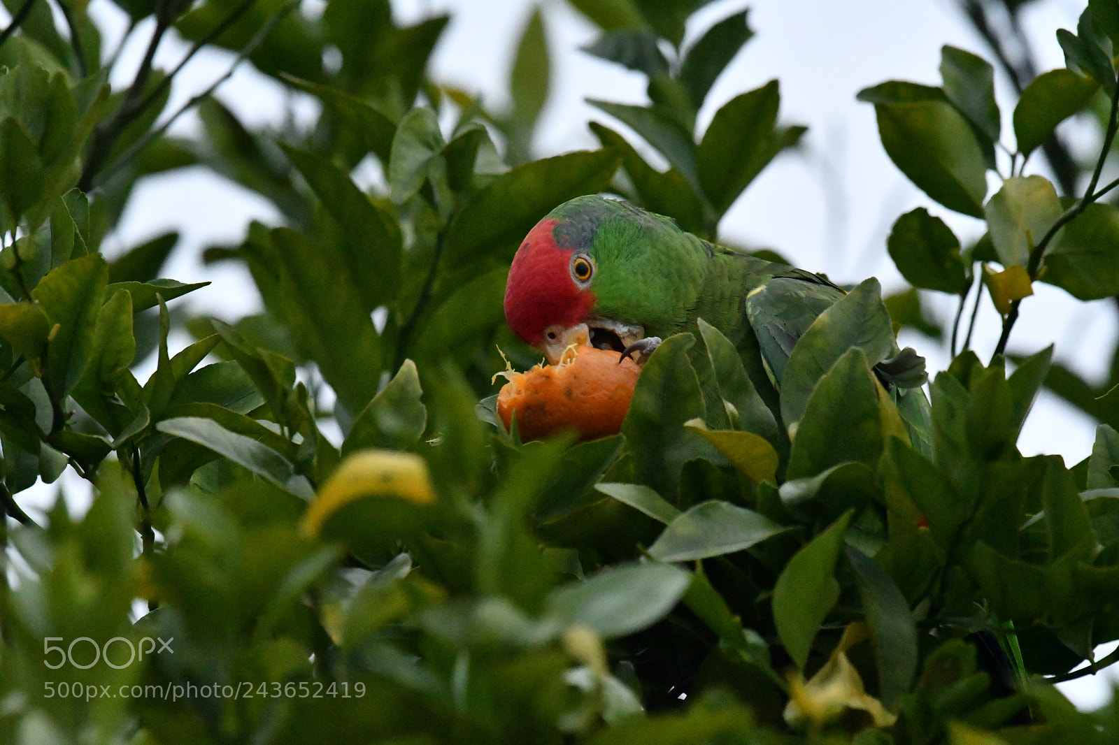 Nikon AF-S Nikkor 200-500mm F5.6E ED VR sample photo. Red crowned wild parrot photography