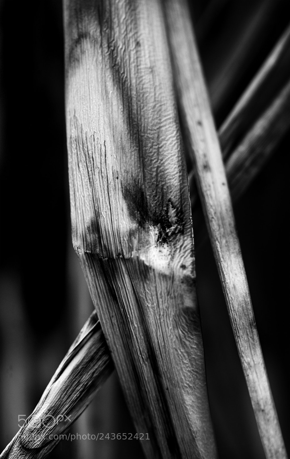 Nikon D3 sample photo. Untitled photography