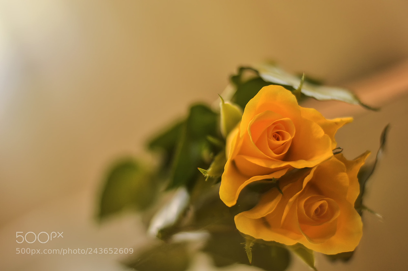 Nikon D3200 sample photo. Single rose photography