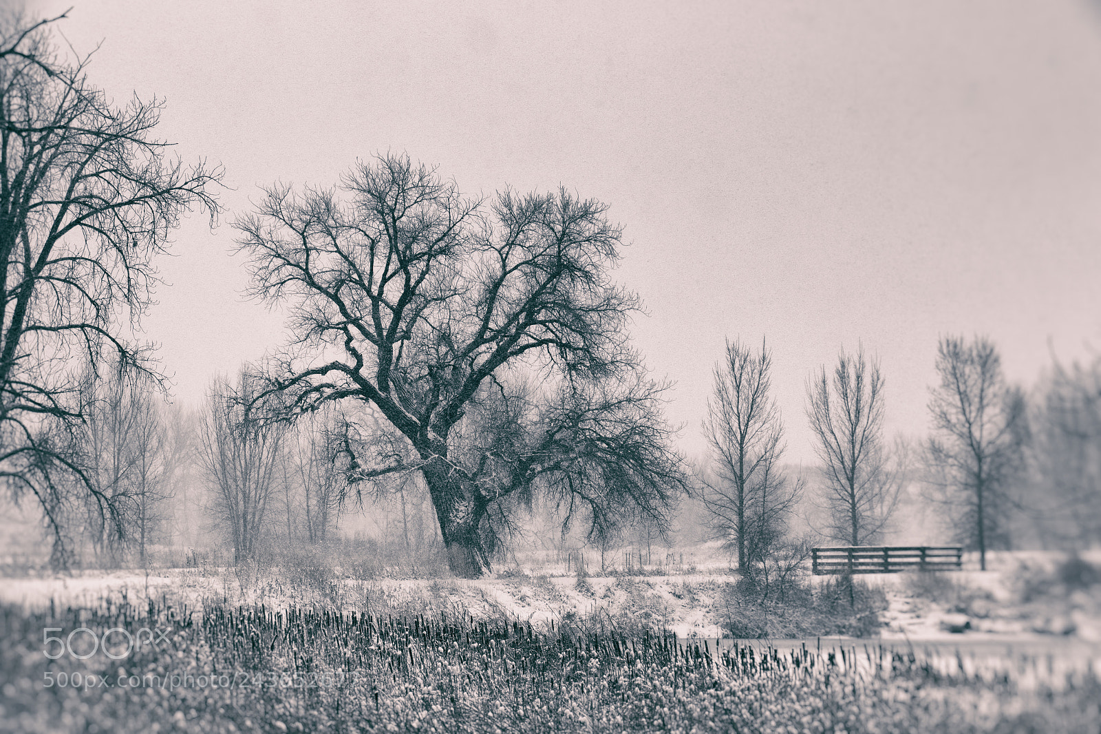 Canon EOS 7D Mark II sample photo. A winters snow photography