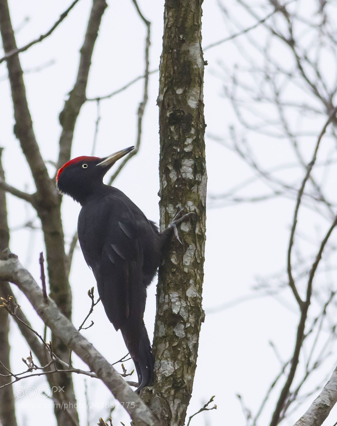 Nikon D7200 sample photo. Black woodpecker , the photography