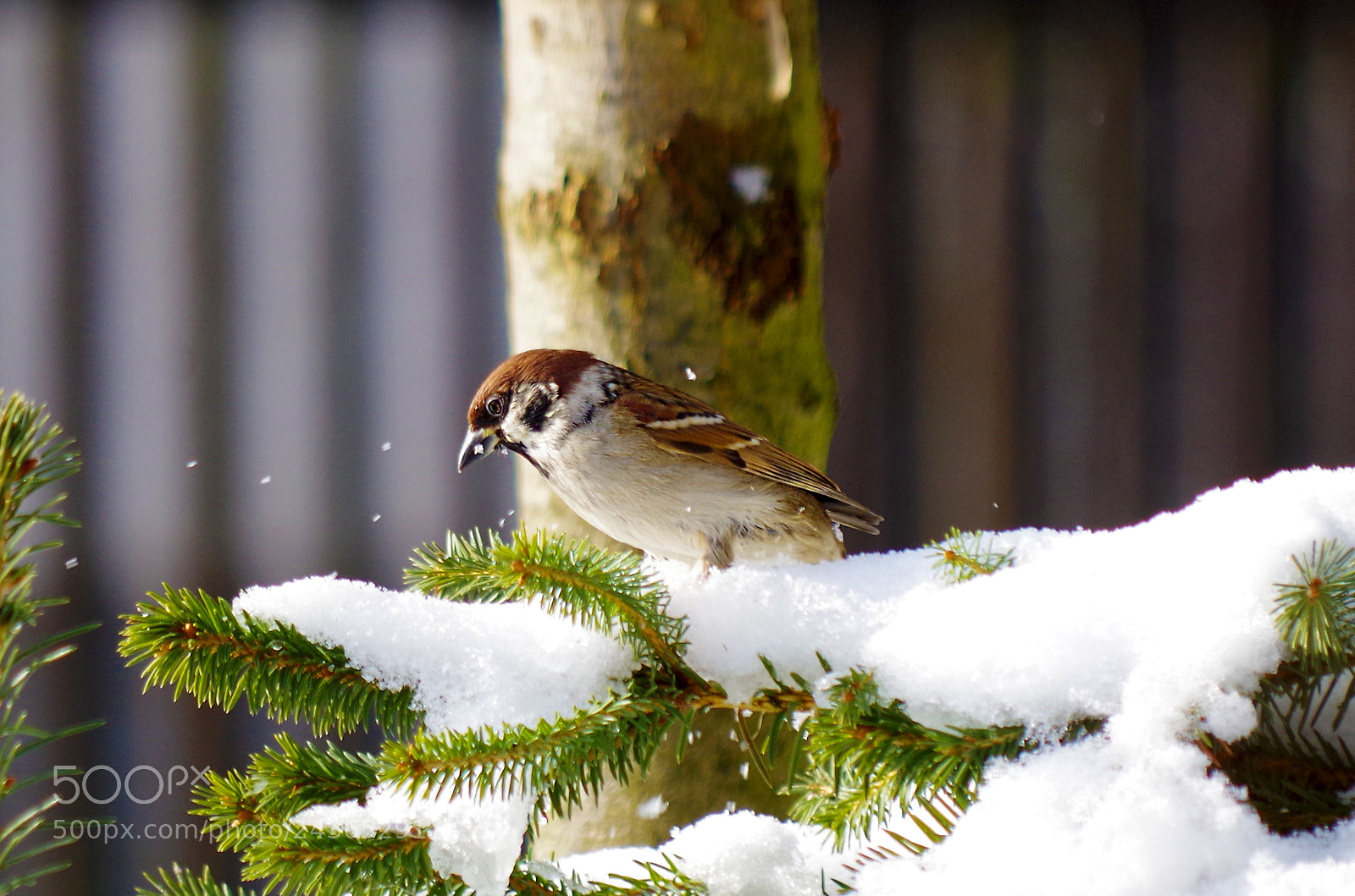 Pentax K-500 sample photo. Eurasian tree sparrow on photography