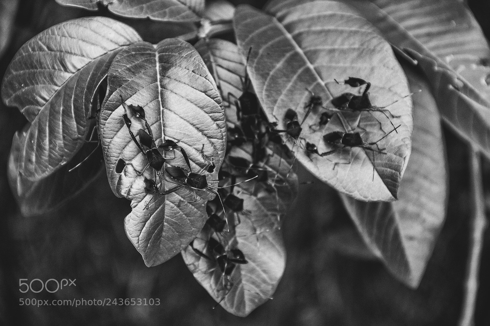 Canon EOS 60D sample photo. Bugs photography