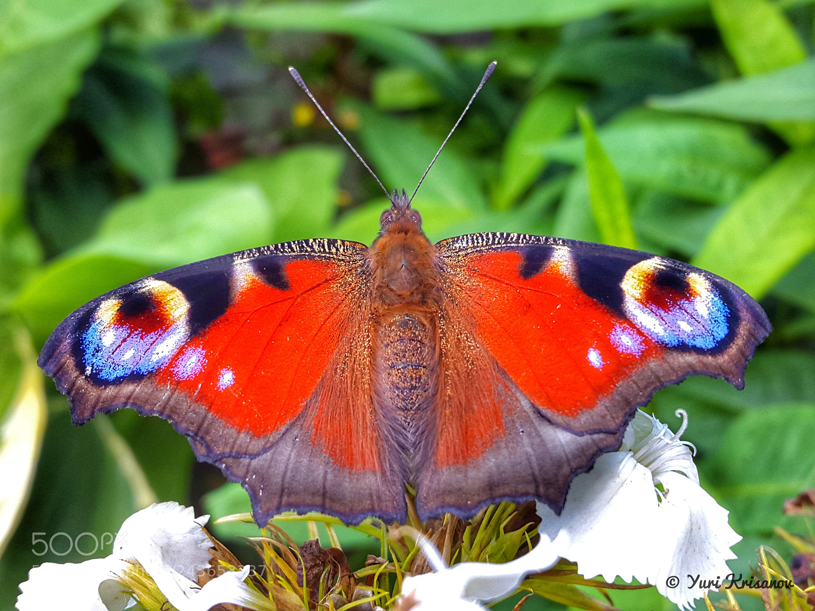 Samsung Galaxy Alpha sample photo. Butterfly peacock eye lat photography