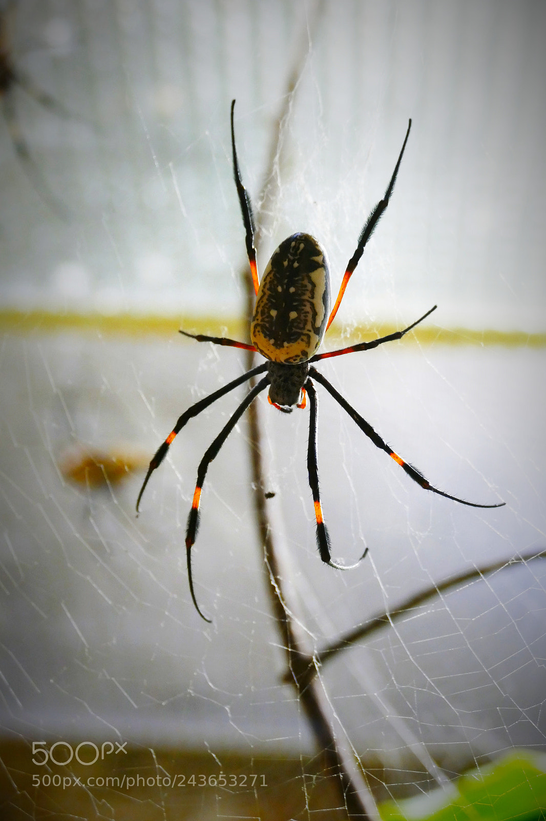 Panasonic Lumix DMC-FZ1000 sample photo. Spider..... big'n ugly photography