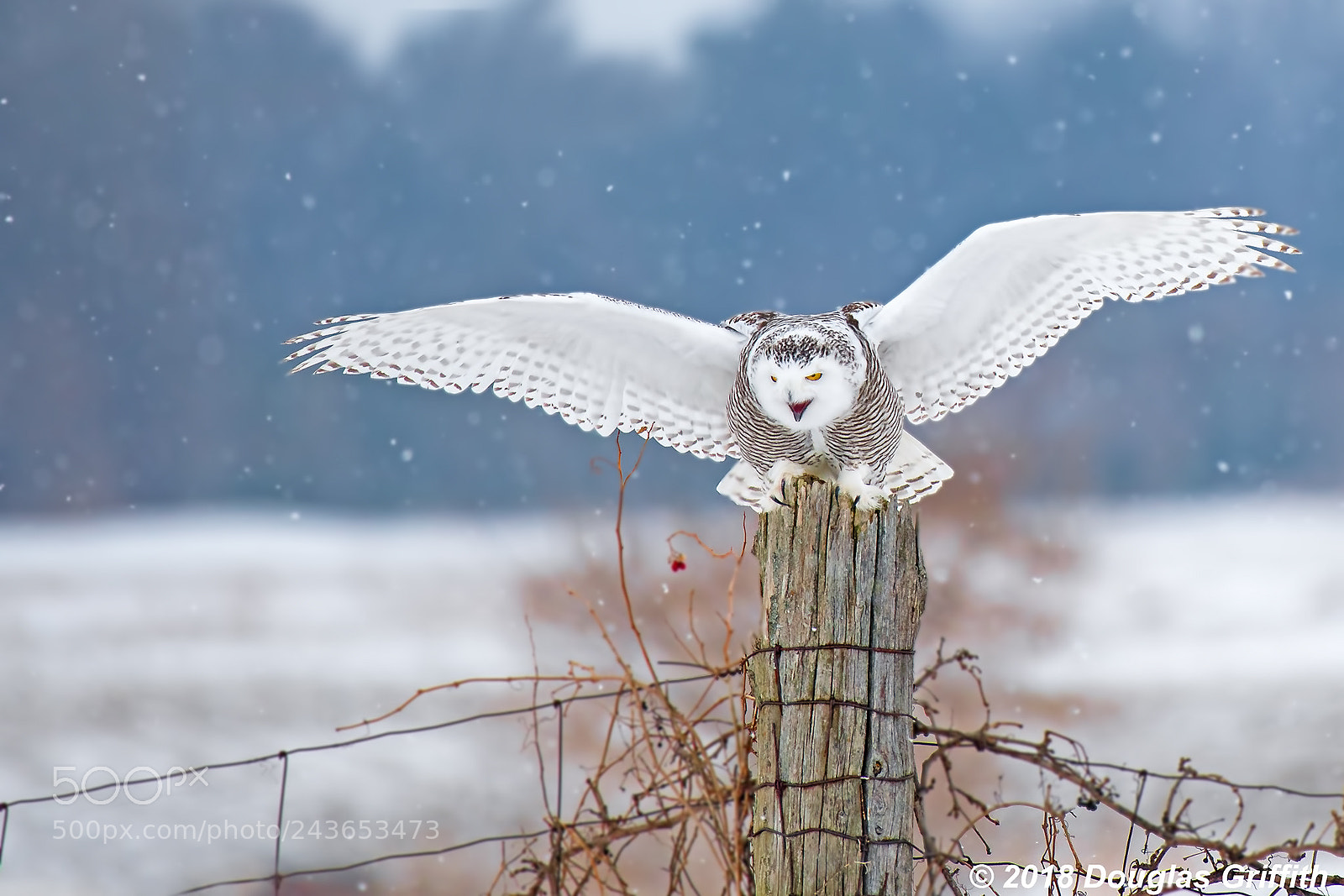 Nikon D500 sample photo. Female snowy owl bubo photography
