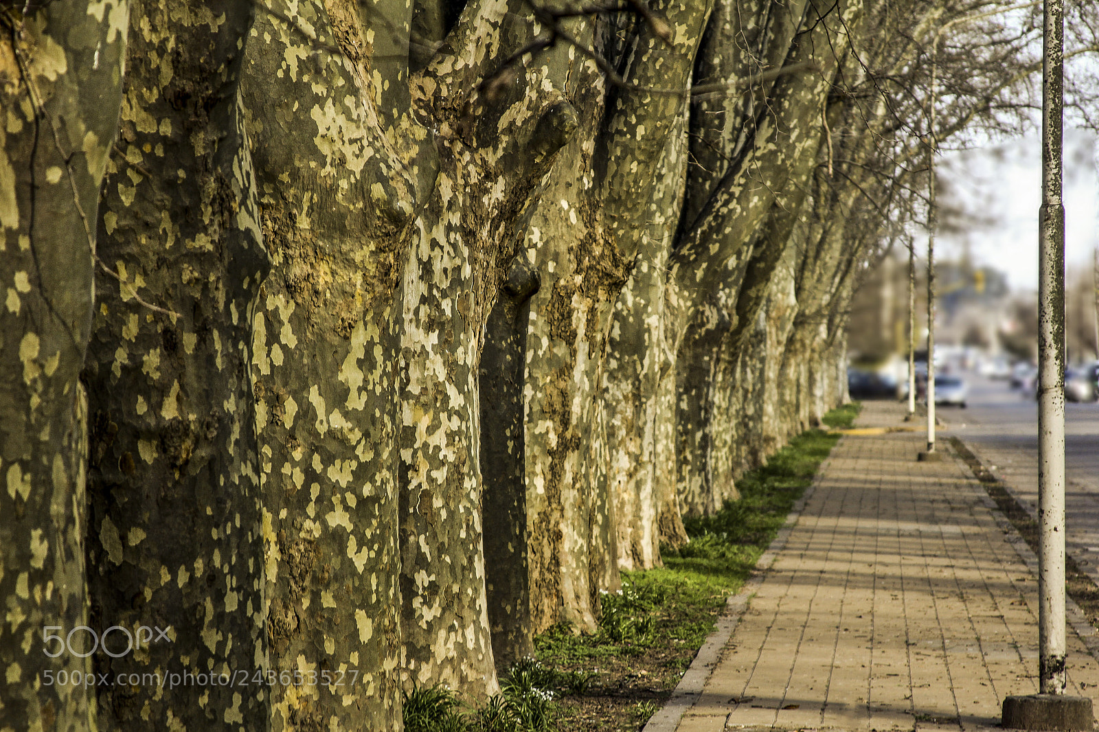 Canon EOS 60D sample photo. Arboles de julio photography