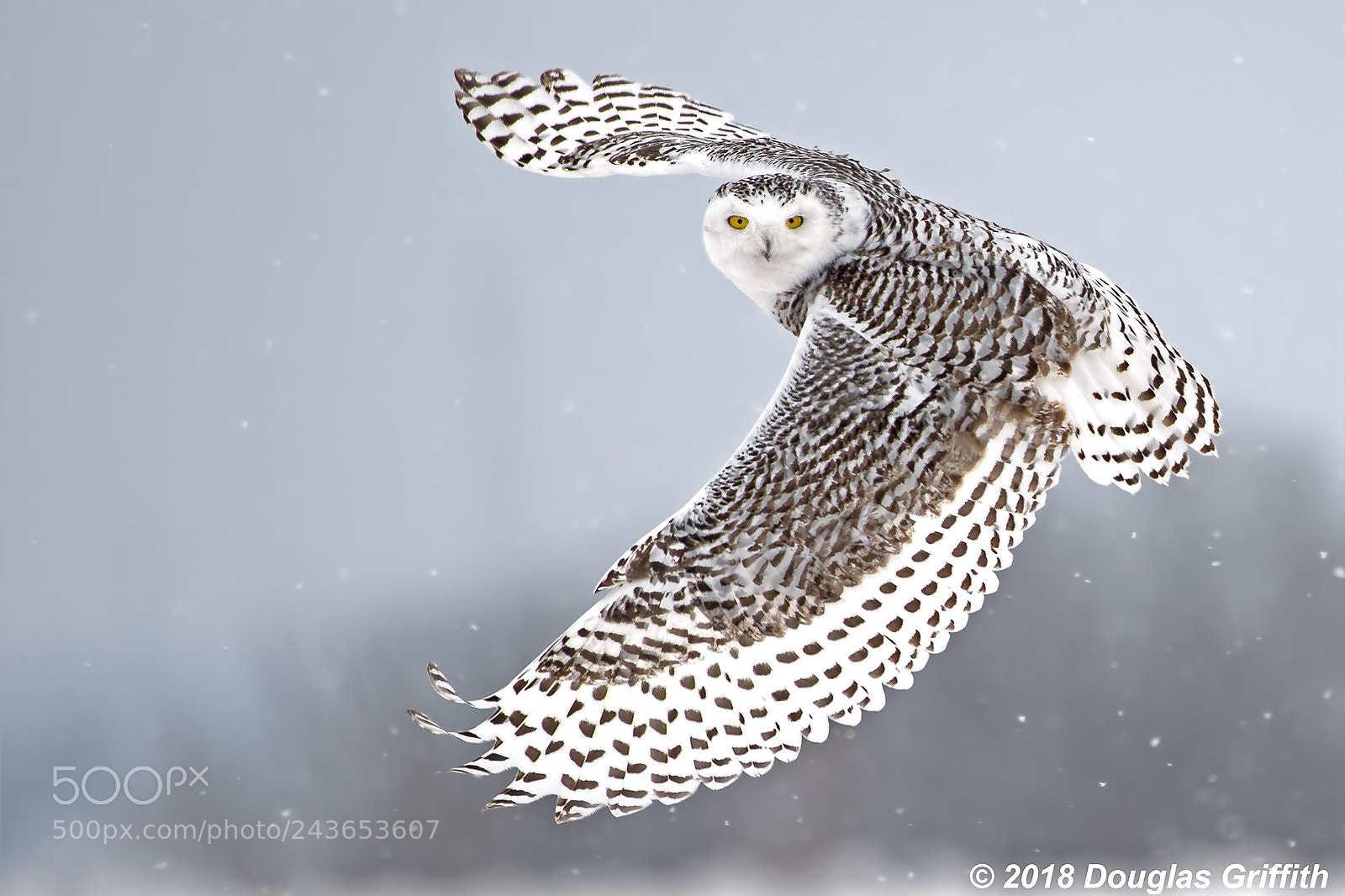 Nikon D500 sample photo. Female snowy owl bubo photography
