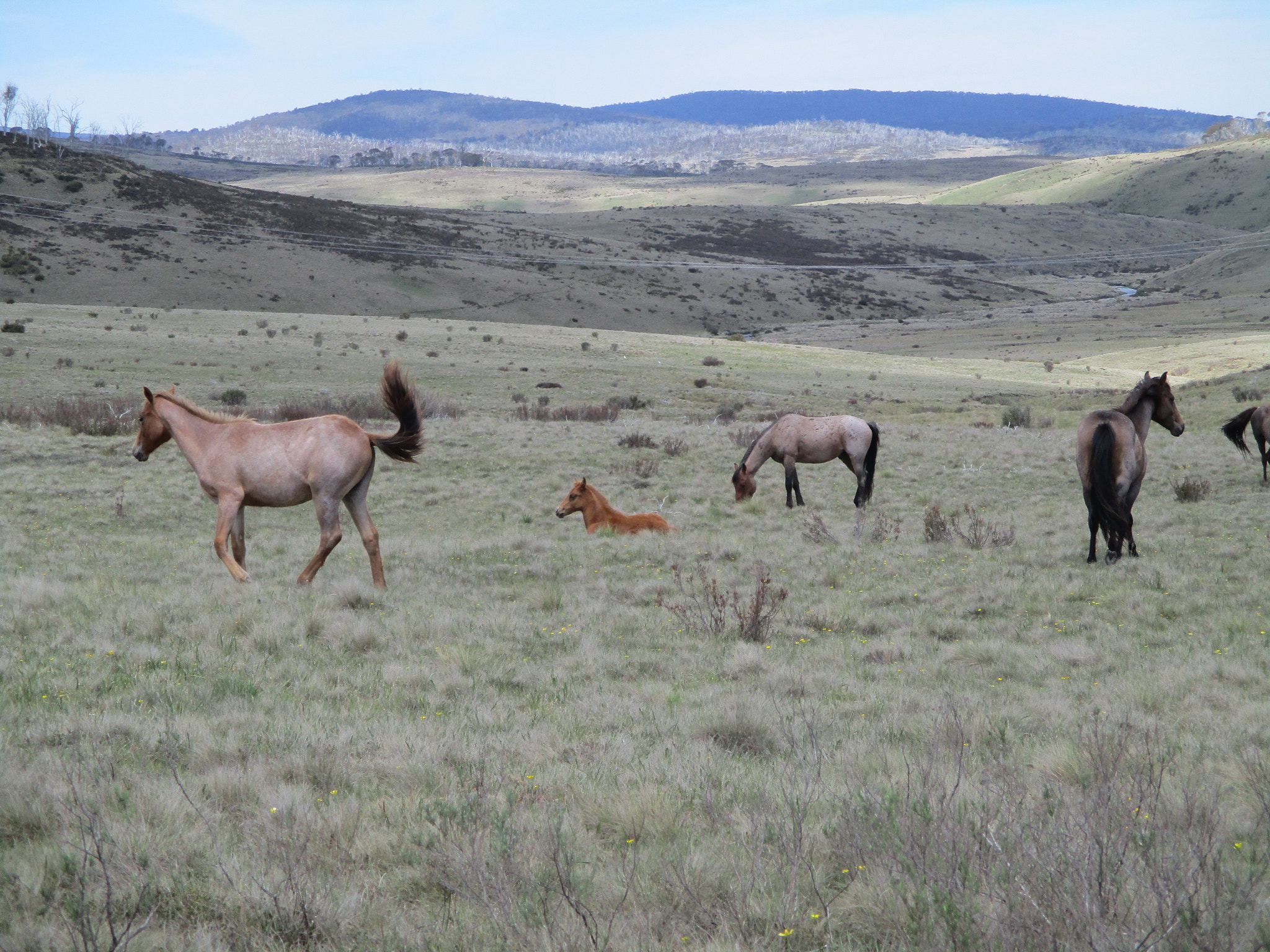 Canon IXUS 185 sample photo. Wild brumbys photography