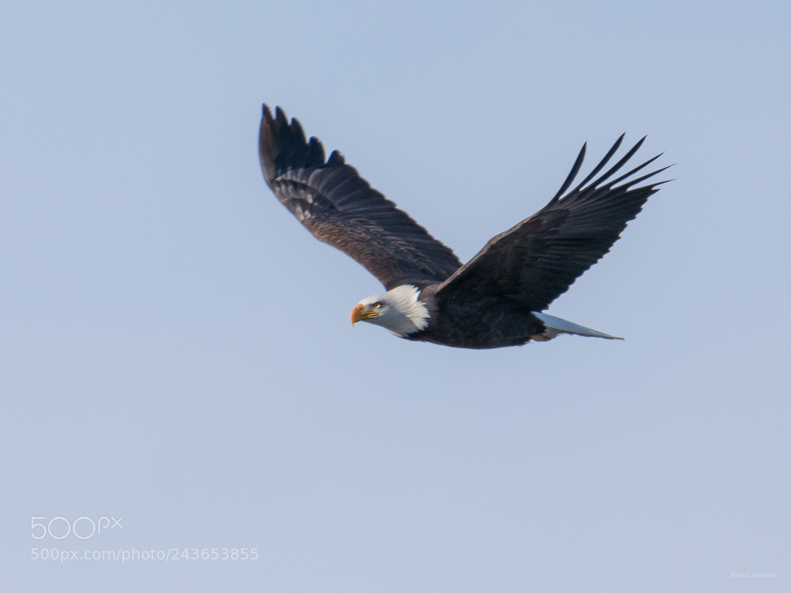 Canon EOS sample photo. Bald eagle photography